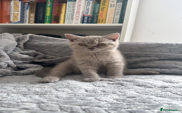 British Shorthair cats - Advert 3