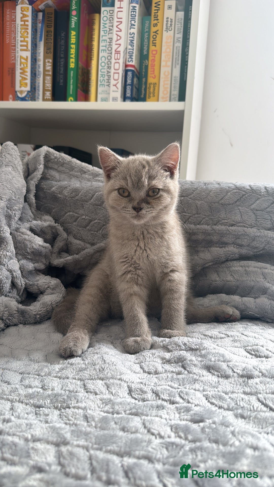 British Shorthair cats for sale: Female British Shorthair - £200 package included! - Image 1