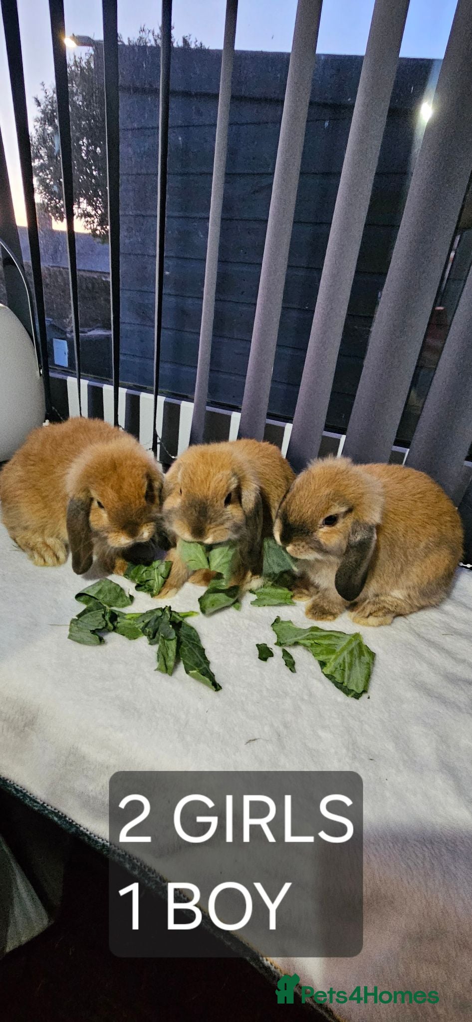 Mini Lop rabbits Mini Lops - Advert 1