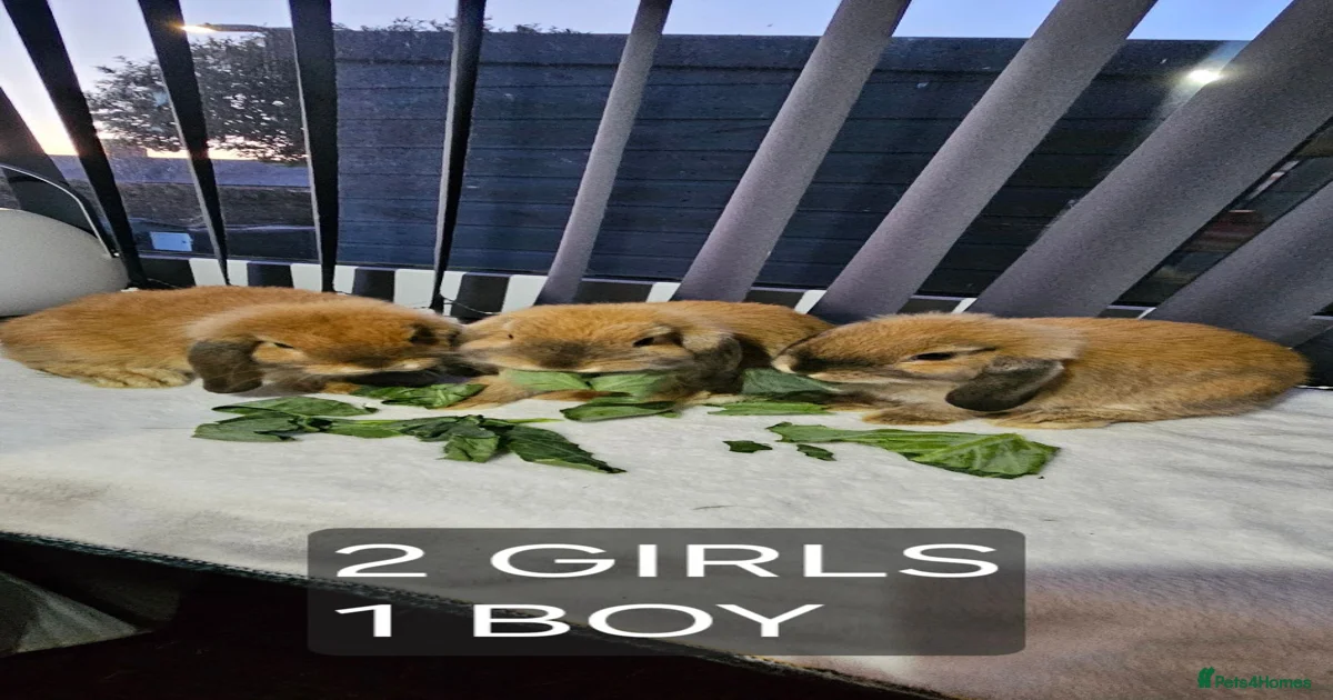 Mini Lop Rabbits for Sale for sale in Fife | Pets4Homes