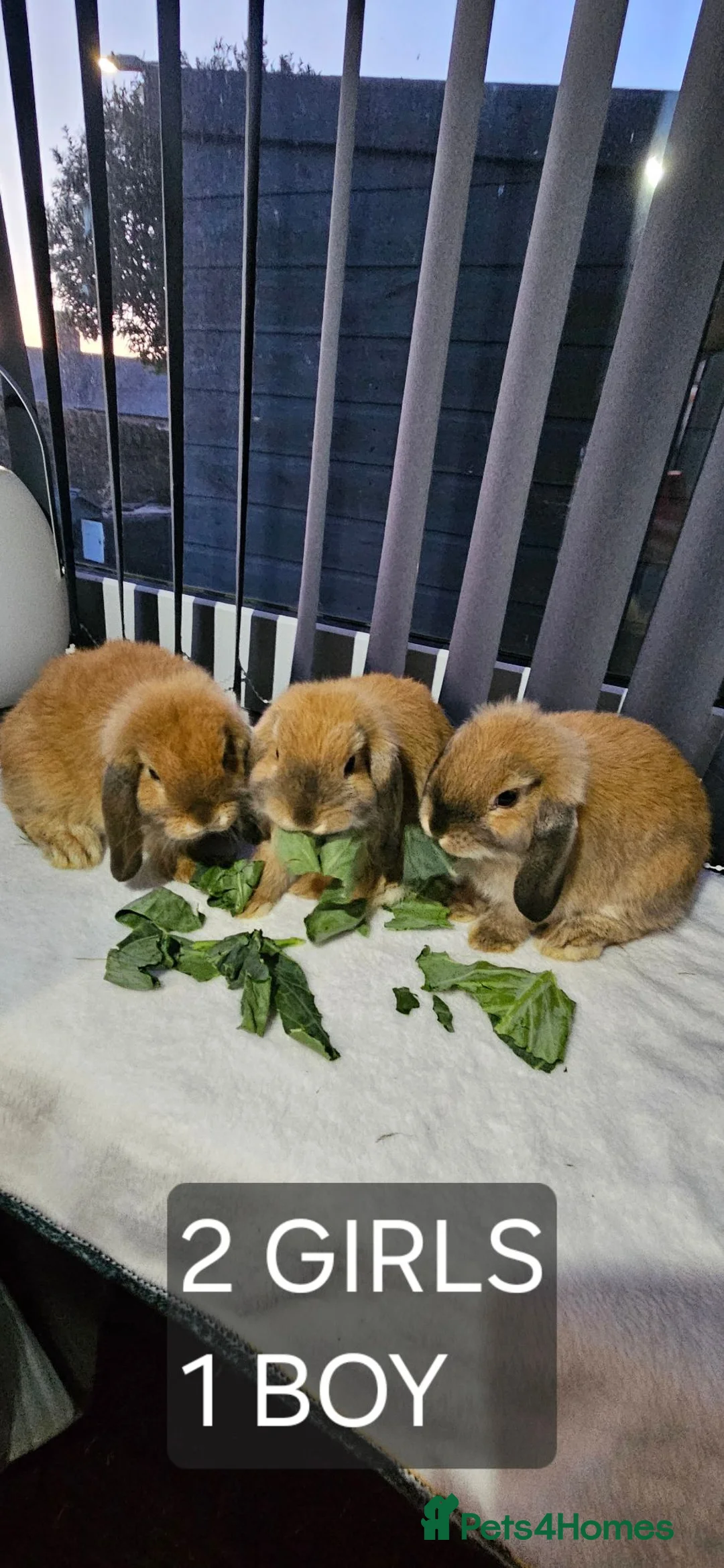 Mini Lop rabbits for sale: Mini Lops - Advert 1