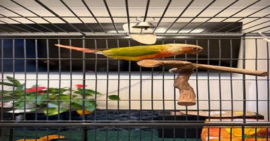 Conures birds 6 months old pineapple conure - Advert 7