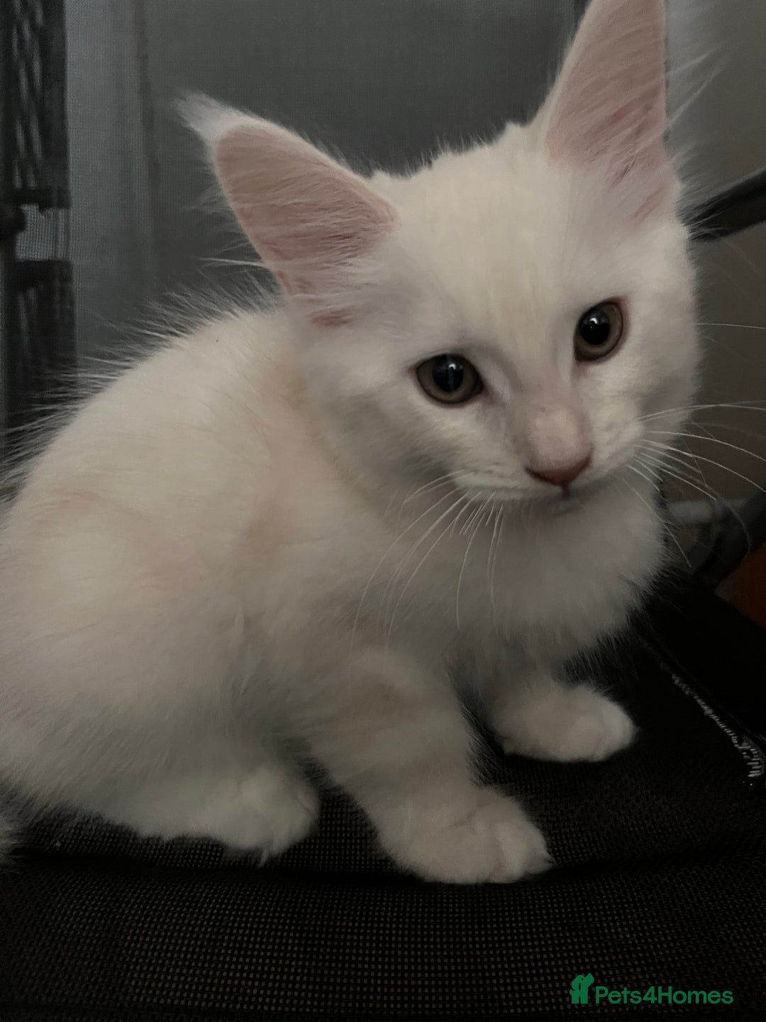 Maine Coon cats for sale: Purebred Maine Coon kitten - Advert 2