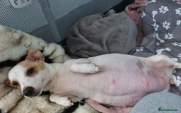 Jack Russell dogs for sale: Jack Russell  puppies for sale  - Image 12