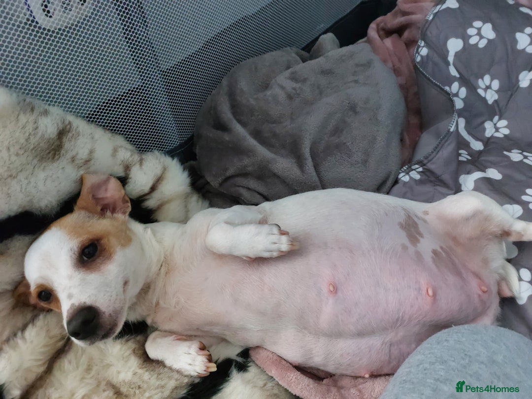 Jack Russell dogs for sale: Jack Russell  puppies for sale  - Image 12