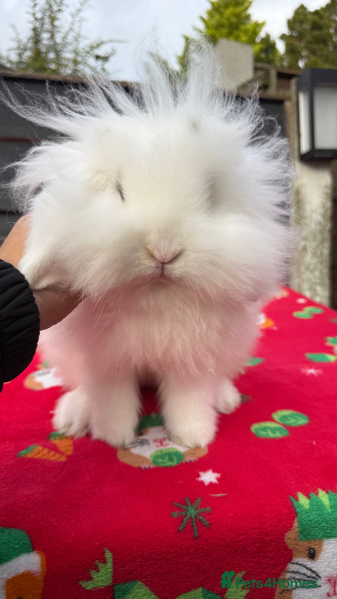 Mini Lion Lop rabbits for sale: Beautiful Blue Eyed TeddyWidder Boy - Advert 2