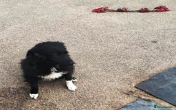 Mixed Breed dogs for adoption: Daisy, a Beautiful Soul - for a Loving Home in Nottingham - Image 20