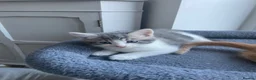 Maine Coon cats for sale: Maine coon crossed kittens for sale - Advert 7