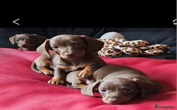 Miniature Dachshund dogs for sale: Stunning litter of miniature daschounds  - Image 1