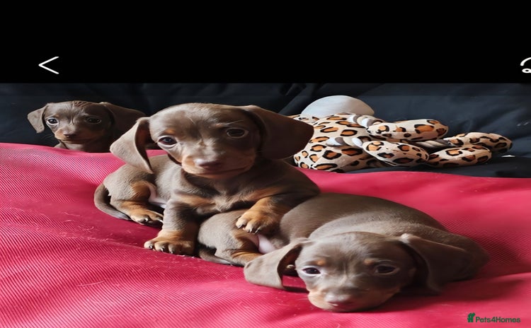 Miniature Dachshund dogs - Advert 2