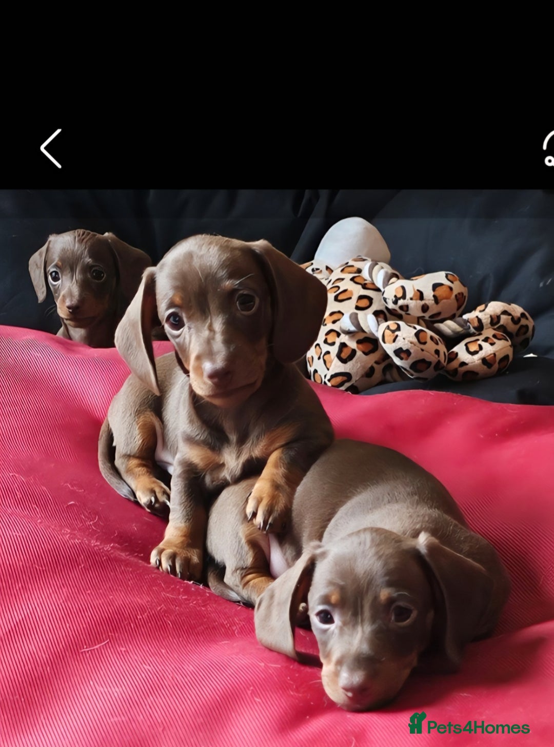 Miniature Dachshund dogs for sale: Stunning litter of miniature daschounds  - Image 1