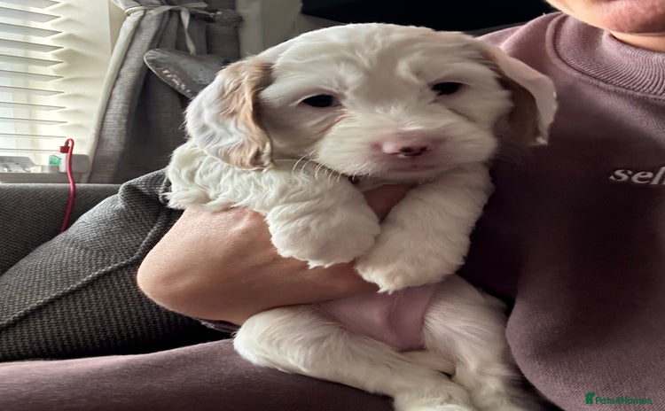 Cockapoo dogs Two gorgeous F2b Cockapoo girls left  - Advert 1