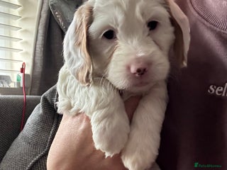 Cockapoo dogs Two gorgeous F2b Cockapoo girls left - Advert 4