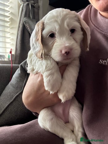 Cockapoo dogs Two gorgeous F2b Cockapoo girls left - Advert 1