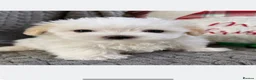 Maltese dogs for sale: Maltese - Advert 6