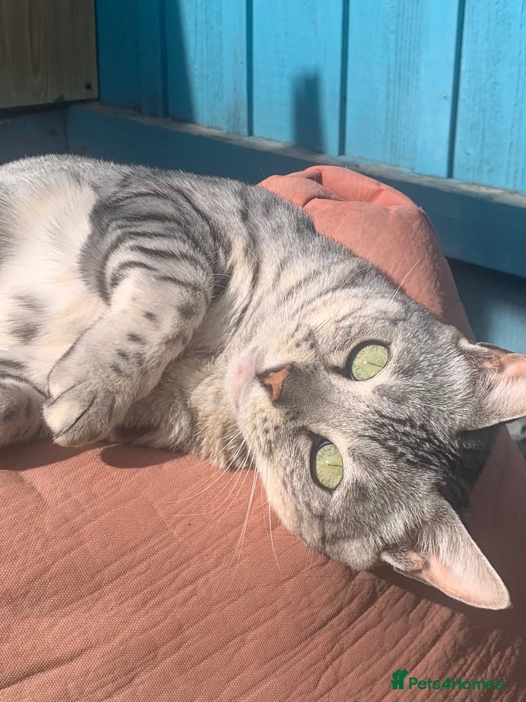 Bengal cats for adoption: Beautiful silver girl - Advert 3