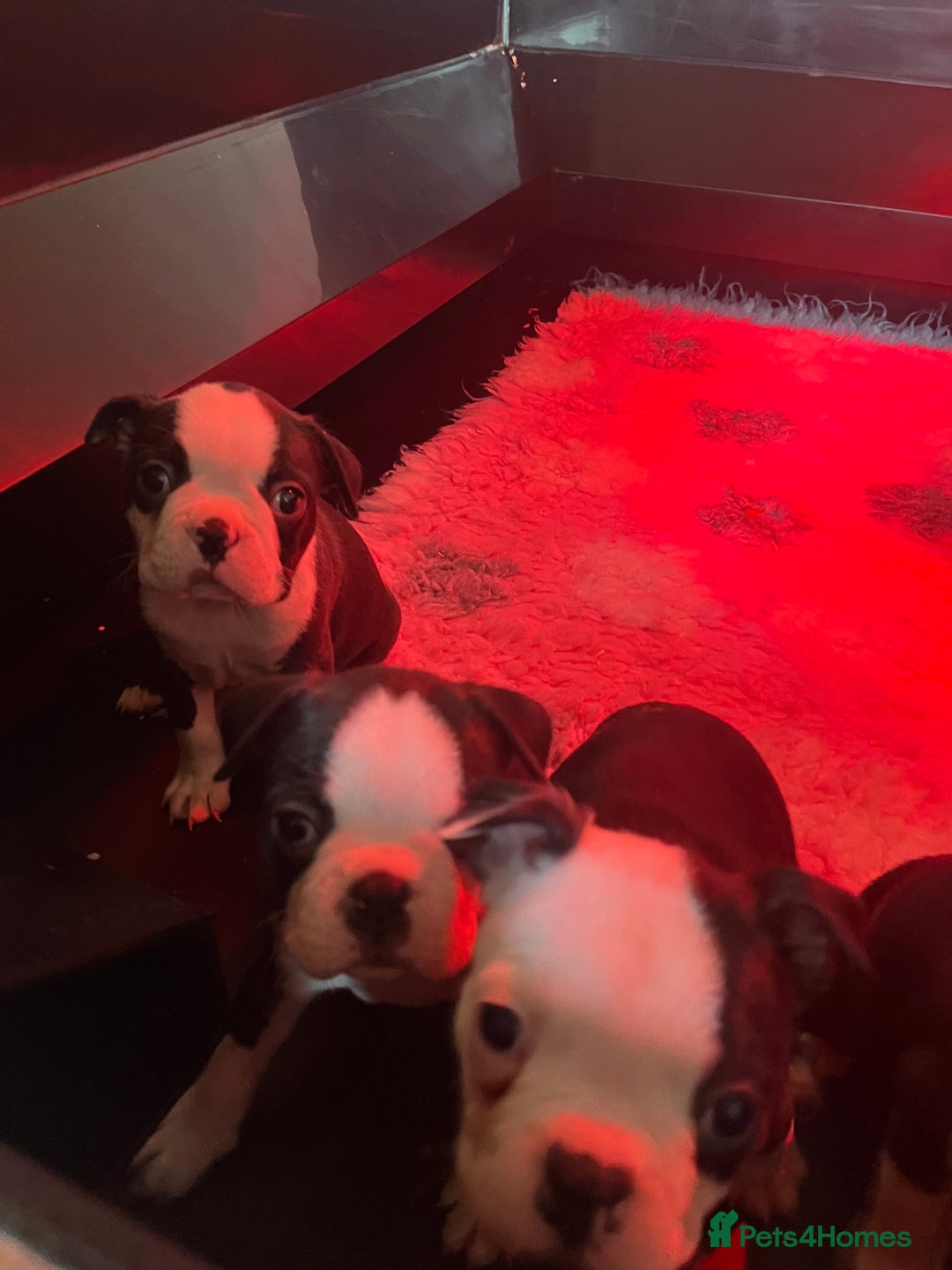 Boston Terrier dogs for sale: Ready to leave  - Image 10