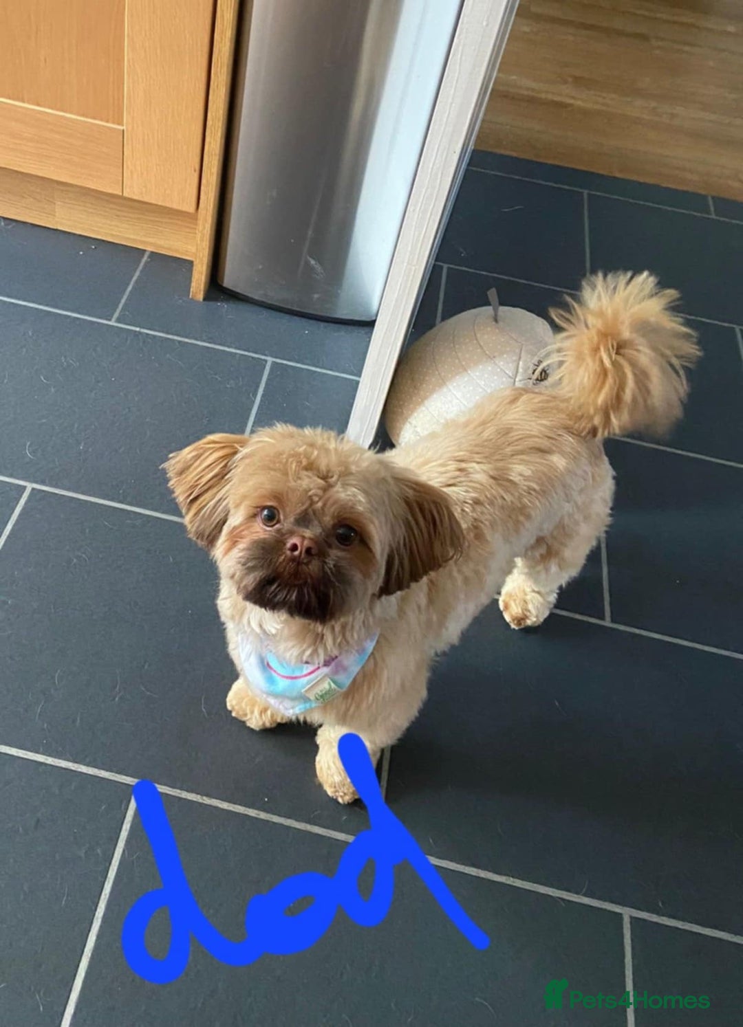 Shih Tzu dogs for sale: 8 ShihTzu Puppies for new homes - Advert 3