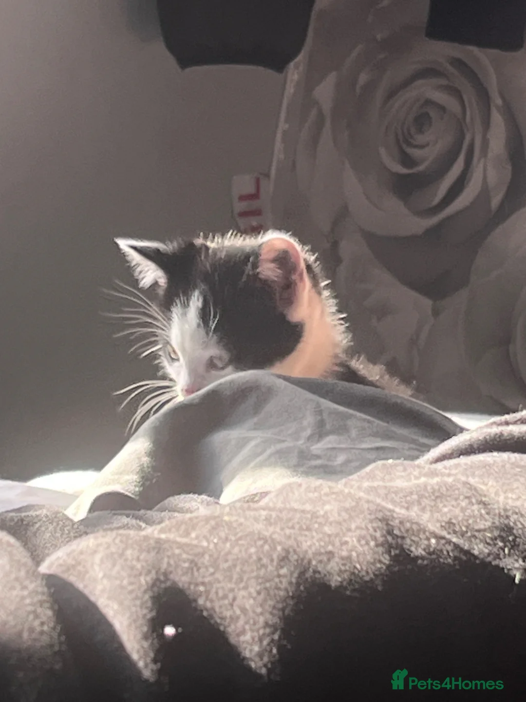 Mixed Breed cats for sale: 2 Handsome Tuxedo Boys 10 weeks old - Advert 2