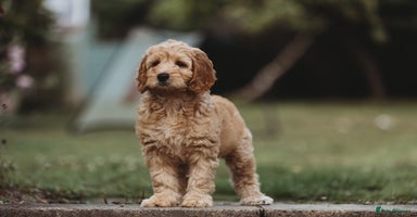 Australian Labradoodle dogs in Northolt - Advert 1