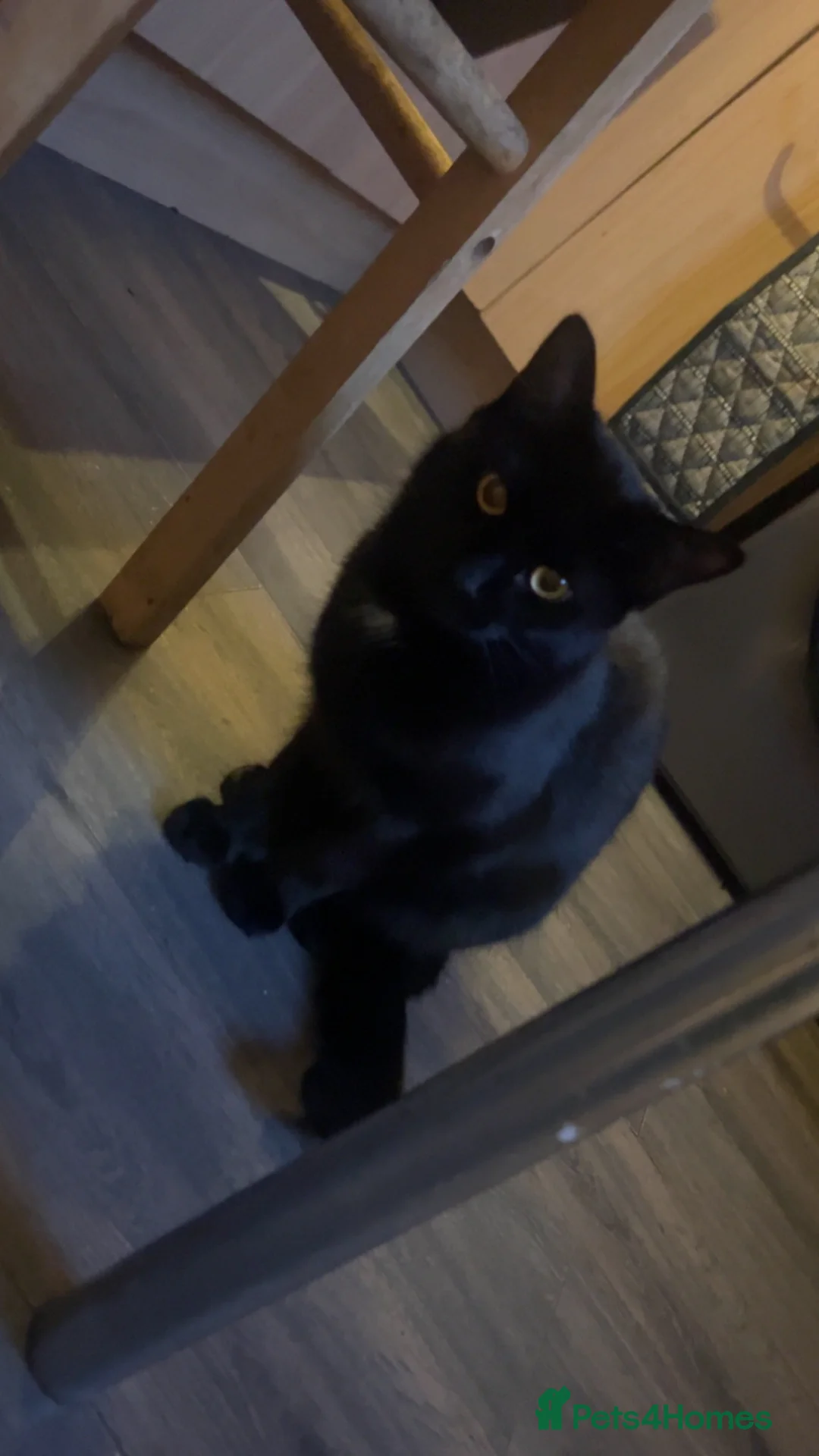 Mixed Breed cats for sale: Beautiful kittens for sale  - Advert 1