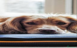 Cocker Spaniel dogs for sale: Stunning golden cocker spaniel puppies  - Image 6