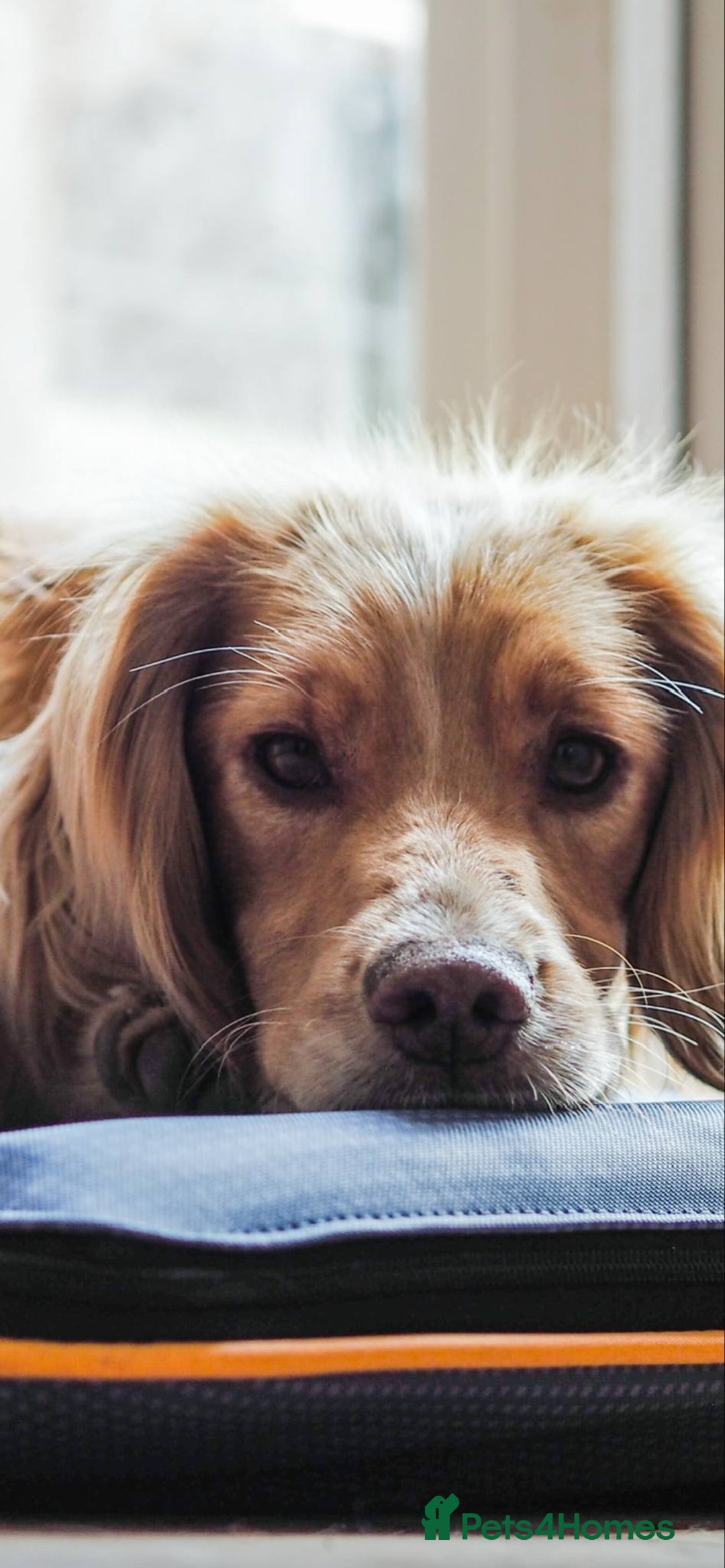 Cocker Spaniel dogs for sale: Stunning golden cocker spaniel puppies  - Image 6