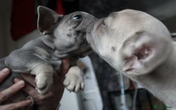 French Bulldog dogs for sale: French bulldog  puppies - Image 24
