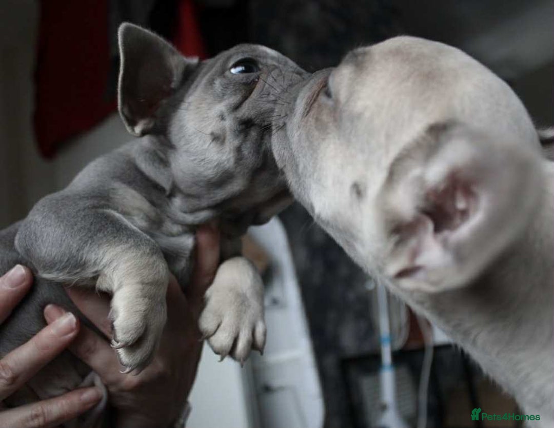 French Bulldog dogs for sale: French bulldog  puppies - Image 24