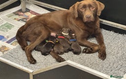 Labrador Retriever dogs for sale: Kennel Club Reg Chocolate Labrador puppies  - Image 1