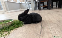 Mini Lion Lop rabbits for sale: MINI LOP babies for sale.  - Image 2