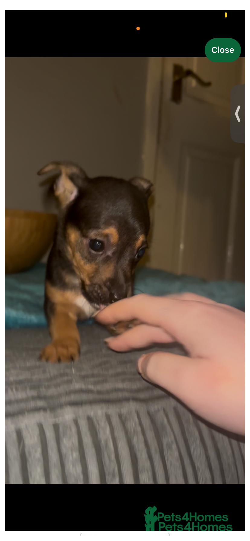 Jack Russell dogs Jack Russel puppies  - Advert 5