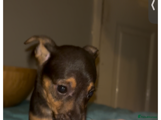 Jack Russell dogs Jack Russel puppies - Advert 15