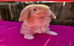 Mini Lop rabbits for sale: Two friendly male chocolate Harli mini lop boys  - Advert 5