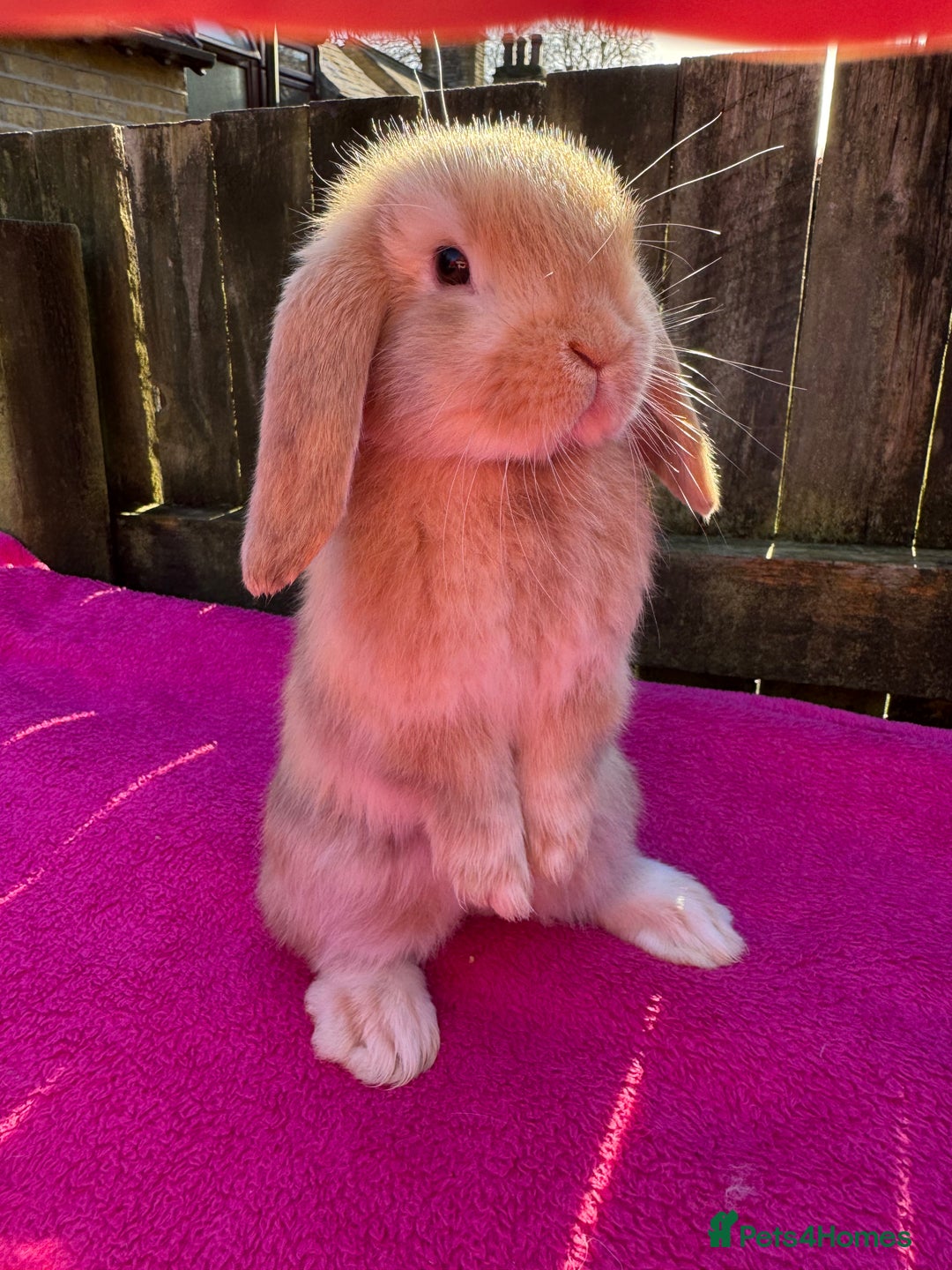 Mini Lop rabbits for sale: Two friendly male chocolate Harli mini lop boys  - Advert 5