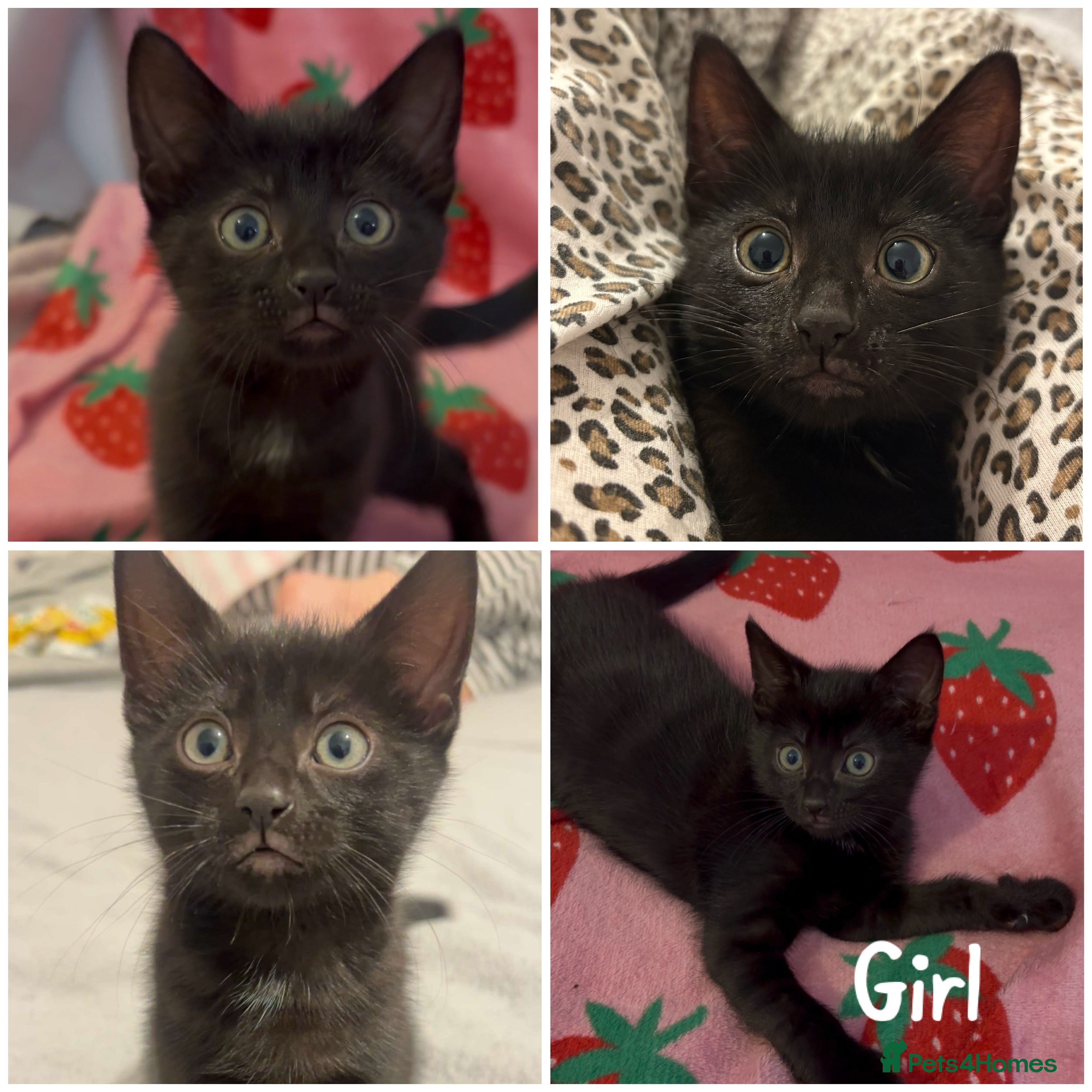 Mixed Breed cats girl kitten ready to go  - Advert 6