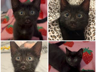 Mixed Breed cats girl kitten ready to go - Advert 6