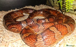 Corn Snake reptiles for sale: Corn snake Bolton area - Image 3