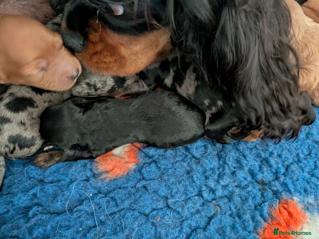Cavapoo dogs for sale: Cavapoo puppies - Red, Merle, Black & tan - Advert 18
