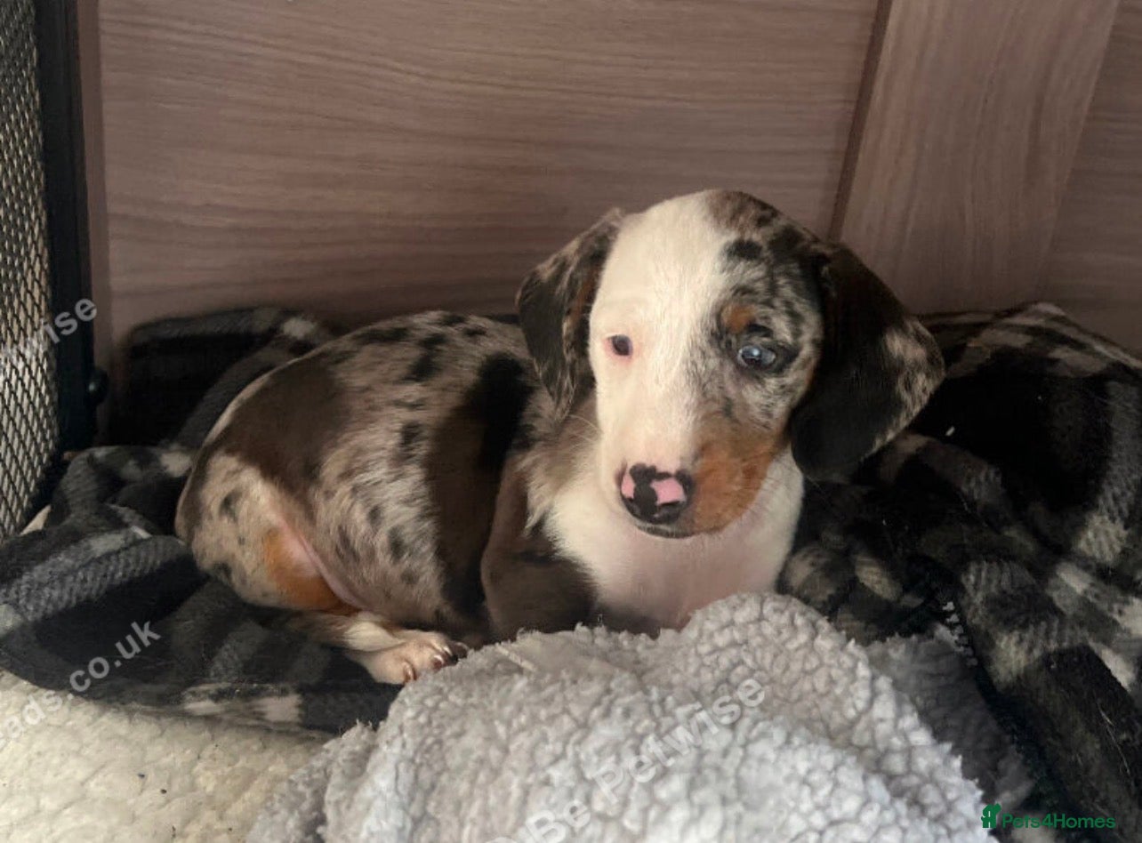 Miniature Dachshund dogs Last pup, now reduced  - Advert 13