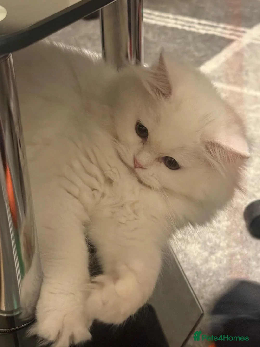 Ragdoll cats for sale: White ragdoll kitten in Doncaster - Advert 5