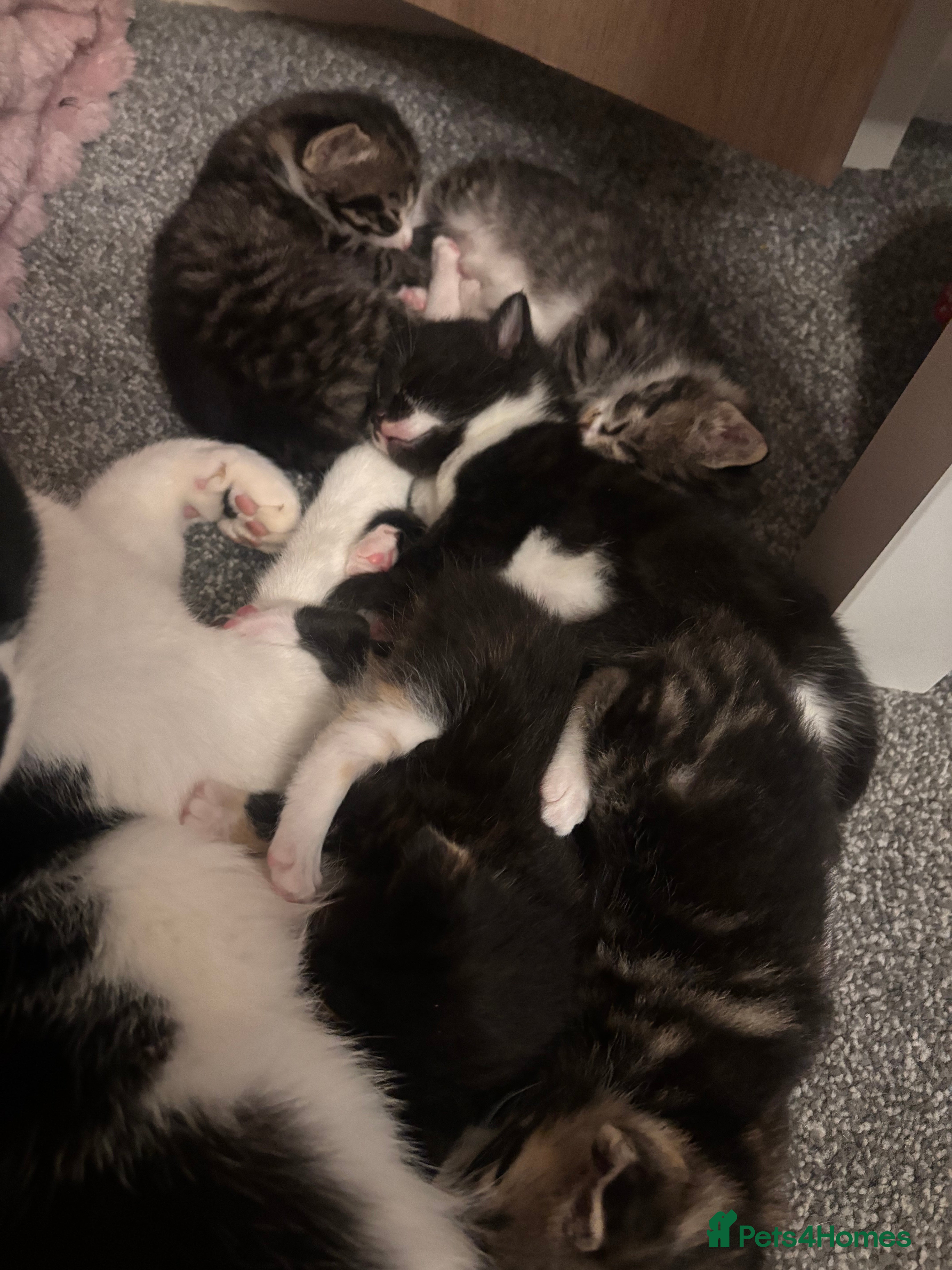 Mixed Breed cats 8 week kittens  - Advert 1
