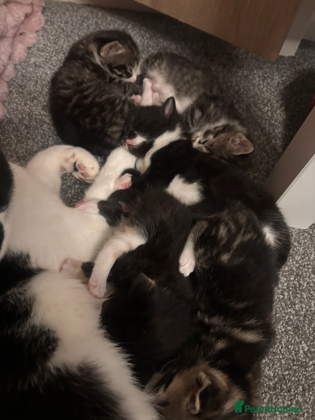 Mixed Breed cats for sale: 8 week kittens  in Maidenhead - Advert 1