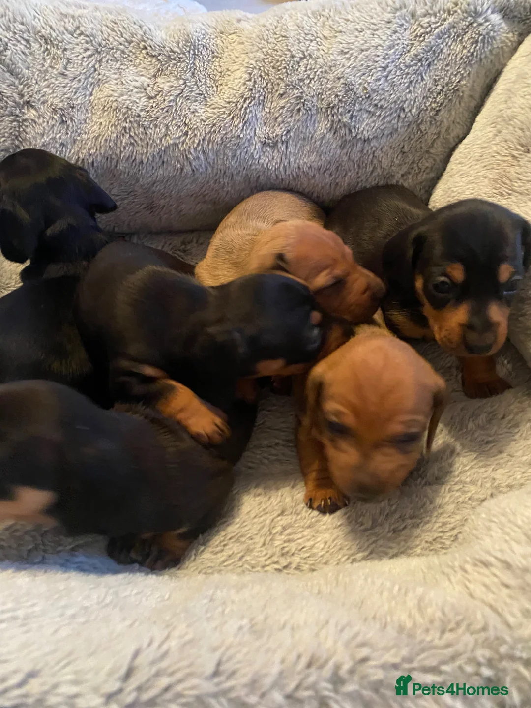 Dachshund dogs for sale: Miniature dashund  - Advert 12