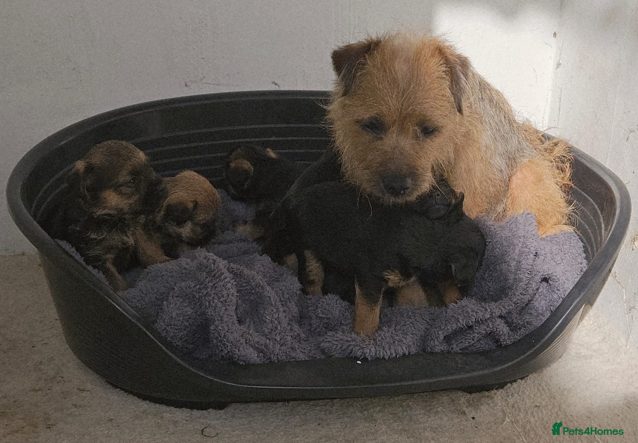 Border Terrier dogs Border terrier  in Oxted - Advert 1