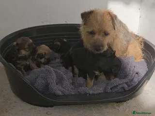 Border Terrier dogs Border terrier in Oxted - Advert 4