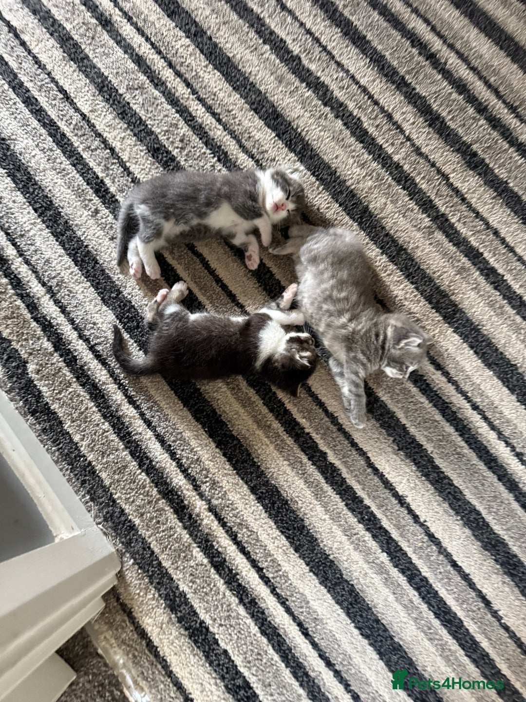 Mixed Breed cats for sale: Two lovely boys - Image 9