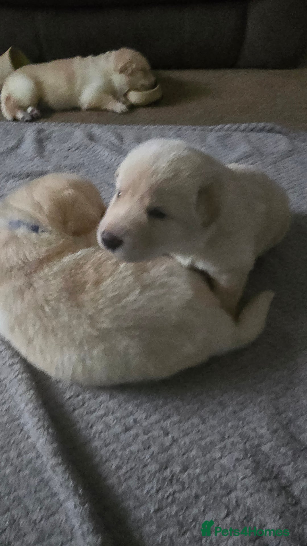 Mixed Breed dogs for sale: Ethically Raised German Shepherd x Lab Puppies - Advert 13