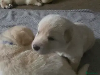 Mixed Breed dogs Ethically Raised German Shepherd x Lab Puppies - Advert 10