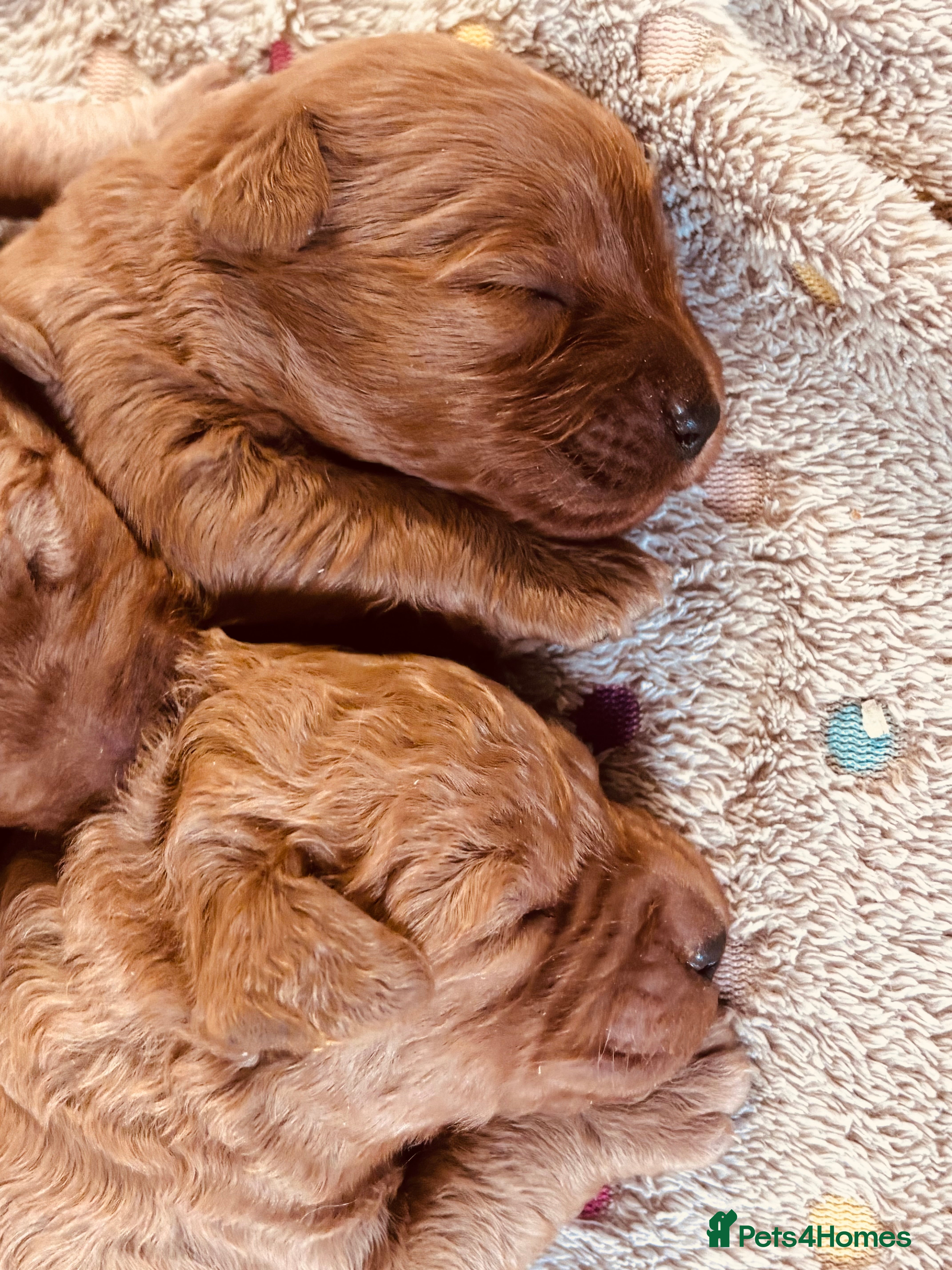 Labradoodle dogs Medium sized F1b Labradoodles  - Advert 3